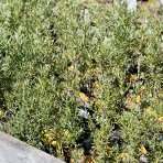 Rakytník rešetliakový (Hippophae rhamnoides) ‘NIVELENA’ - výška 20-40 cm, kont.P9/P11 - Samica